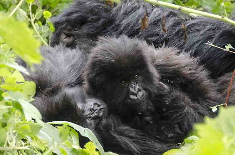 07 - Gorilas jovenes - selva de Virunga - parque nacional de los volcanes - Ruanda